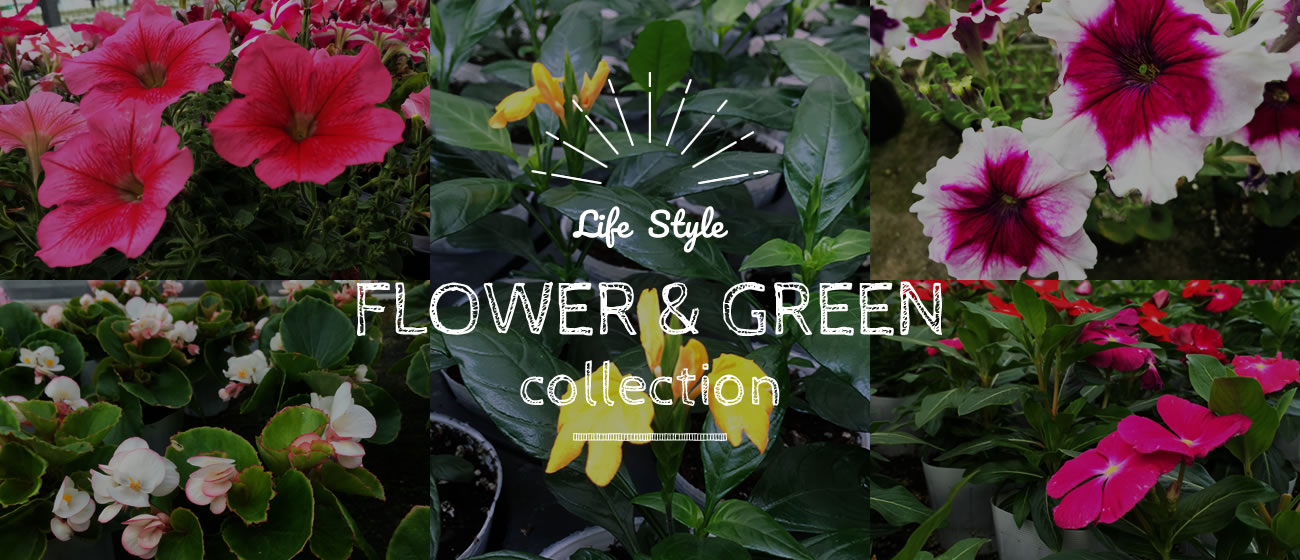 Life Style FLOWER ＆ GREEN collection